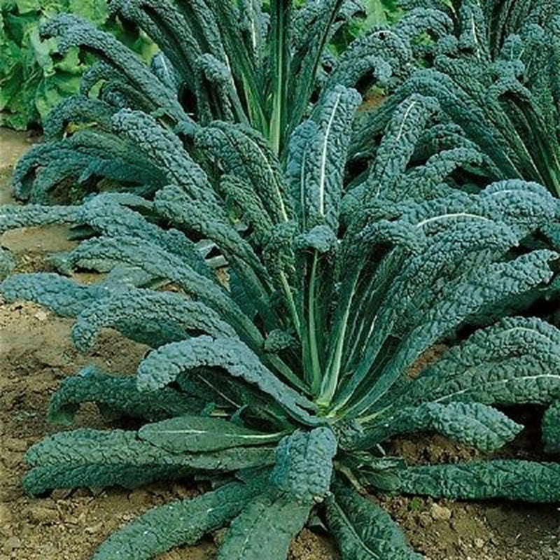 Kings Seeds Kale Nero Di Toscana