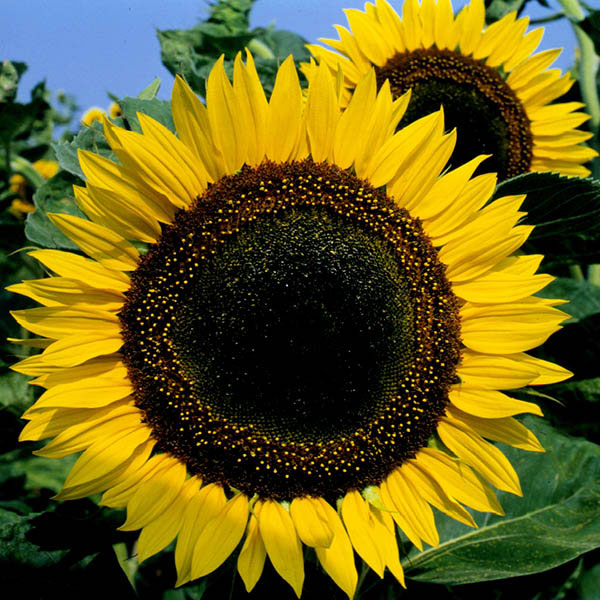 Kings Seed Sunflower Taiyo Seeds