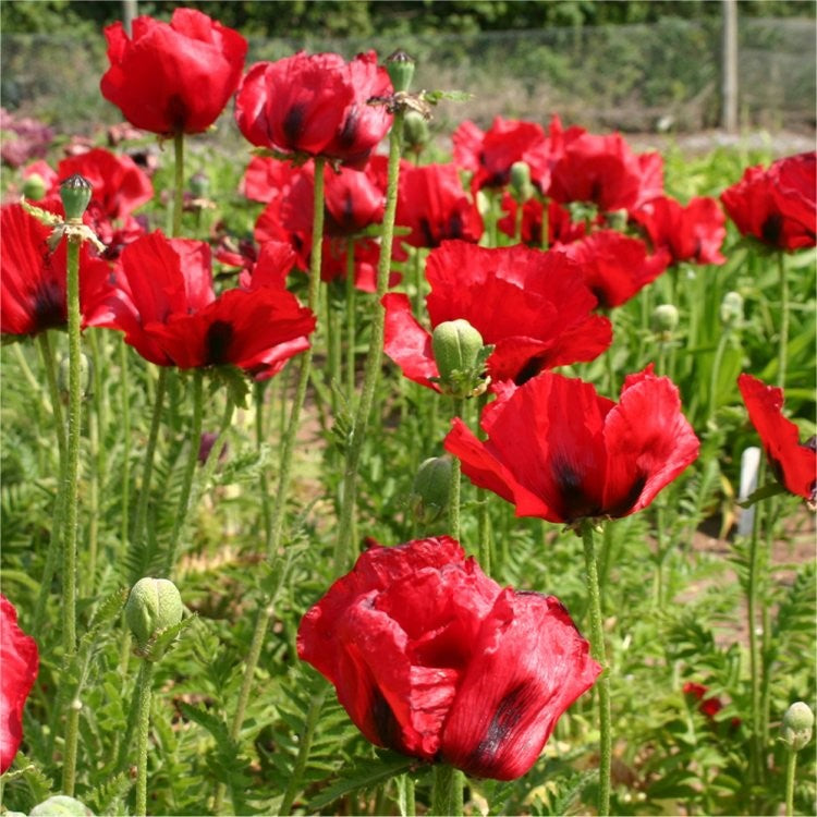 Poppy, Papaver Brilliant