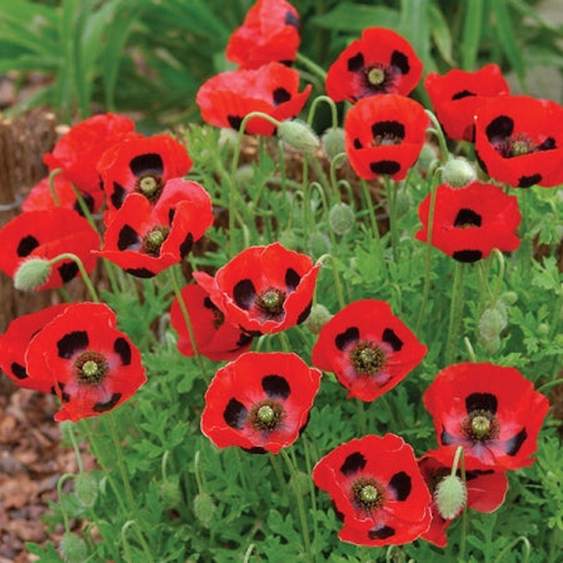 Poppy, Papaver Ladybird