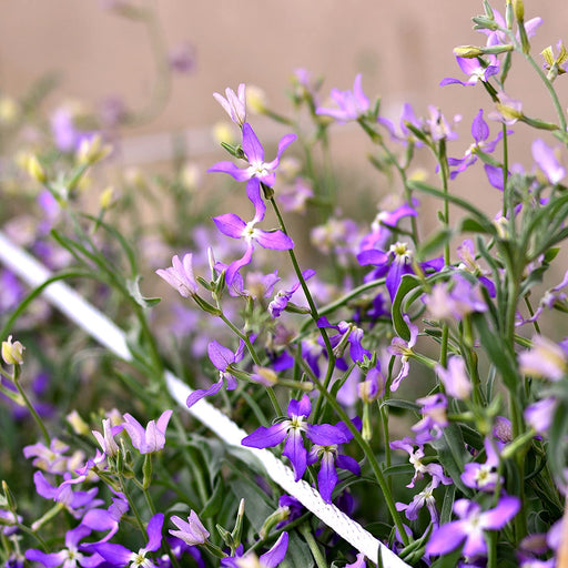 Kings Seed Night Scented Stock