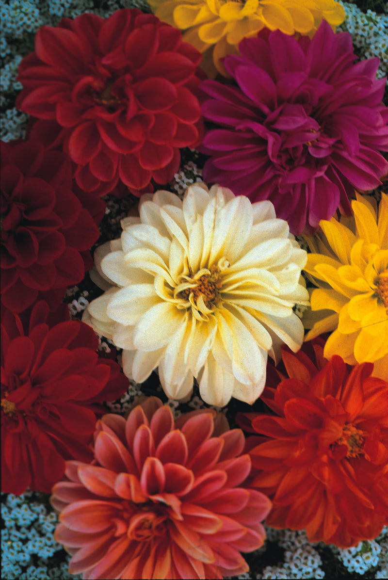 Dahlia, Unwins Dwarf Hybrids