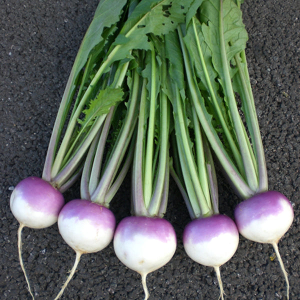 Turnip Sweetbell F1