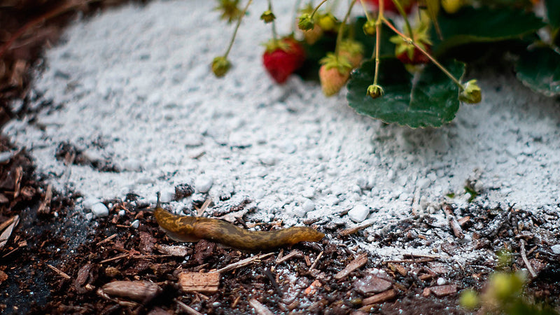 LAVA-LITE No Slugs natural slug deterrent 1 Litre