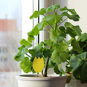 Rentokil Houseplant Insect Trap (10 sticky traps)