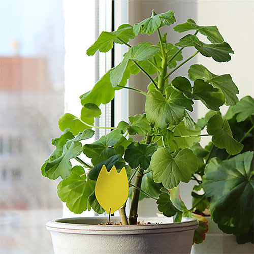 Rentokil Houseplant Insect Trap (10 sticky traps)