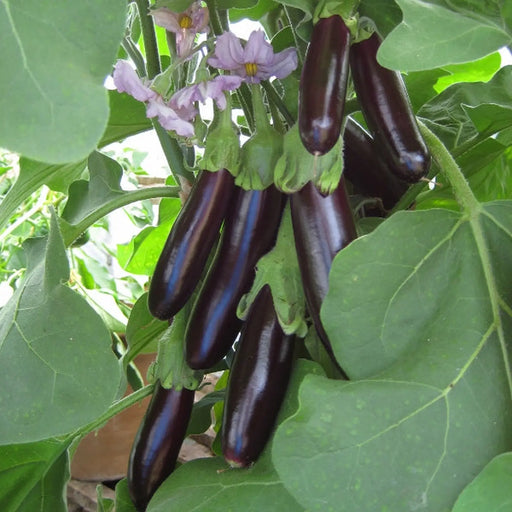 Kings Seeds Seed Kings Aubergine Long Purple