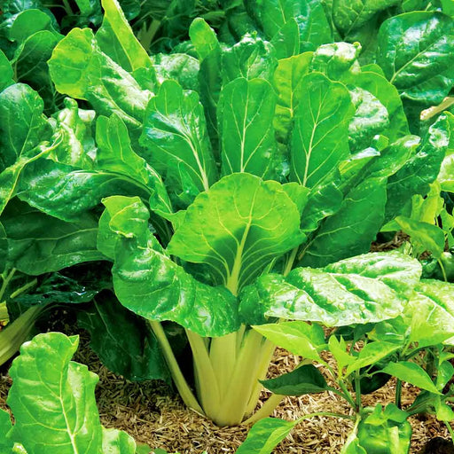 Kings Seeds Leaf Beet Perpetual Spinach