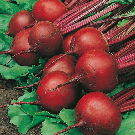 Kings Seeds Red Ace F1
