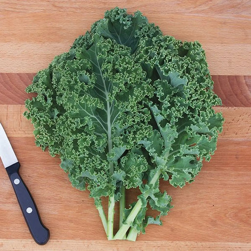 Kings Seeds Kale Green Curled Dwarf