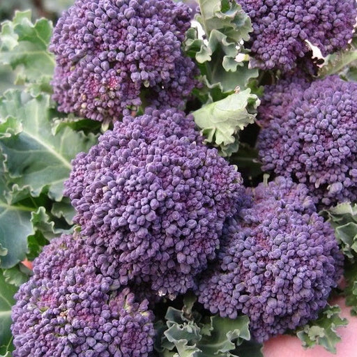 Kings Seeds Broccoli Purple Sprouting Early