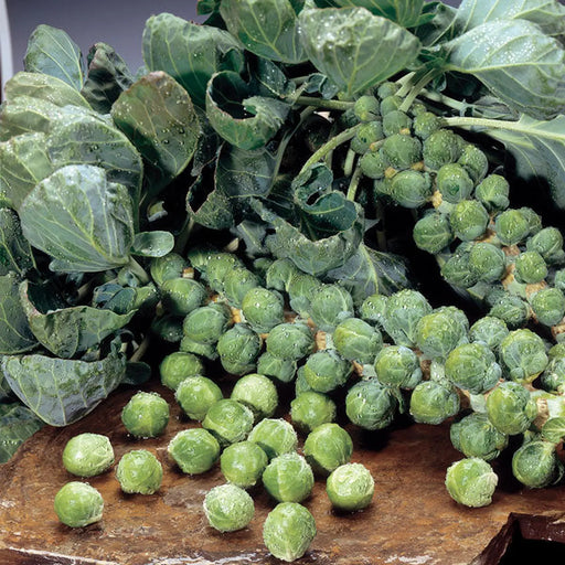 Kings Seeds Brussels Sprout Brendan
