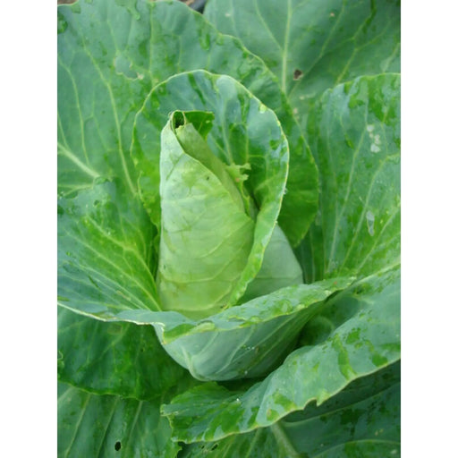 Kings Seeds Cabbage, Caraflex F1