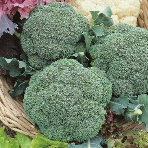 Kings Seeds Calabrese, Ironman F1