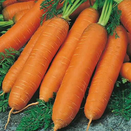 Kings Seeds Carrot, Flyaway F1