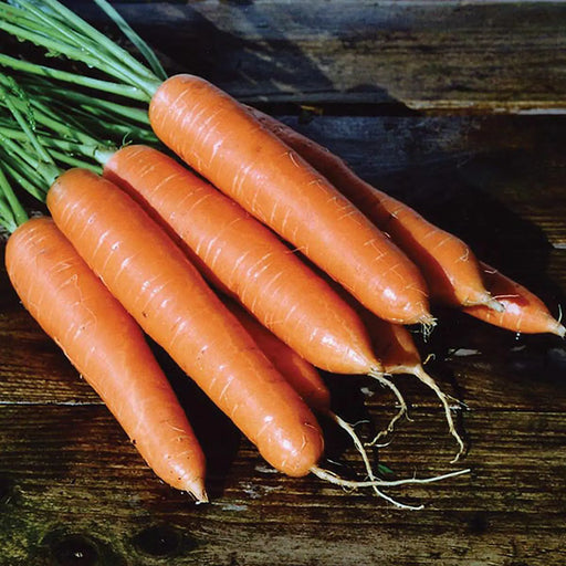 Kings Seeds Carrot, Eskimo F1