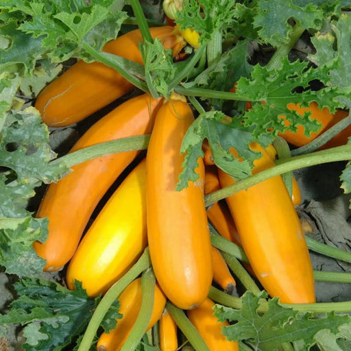 Kings Seeds Courgette, Atena Polka F1