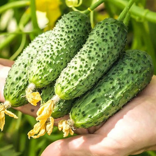 Kings Seeds Cucumber Gherkin Partner F1