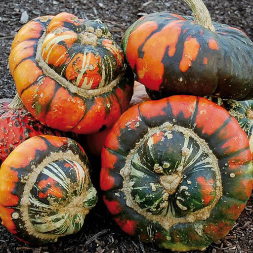 Kings Seeds Winter Squash Turks Turban (Cucubita pepo)