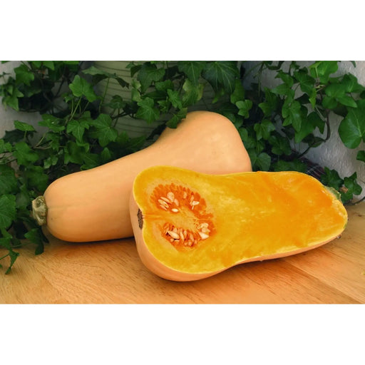 Kings Seeds Butternut Squash Hunter F1