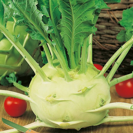 Kings Seeds Kohl Rabi Delicacy White