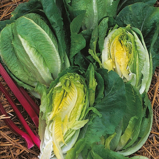 Kings Seeds Lettuce, Little Gem Cos
