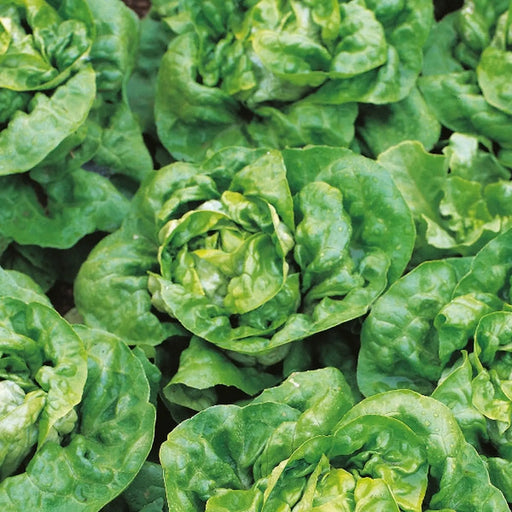 Kings Seeds Lettuce Artic King