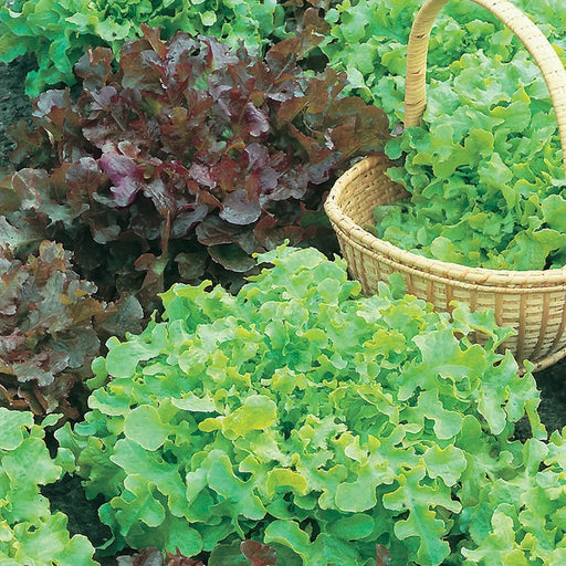 Kings Seeds Lettuce, Salad Bowl