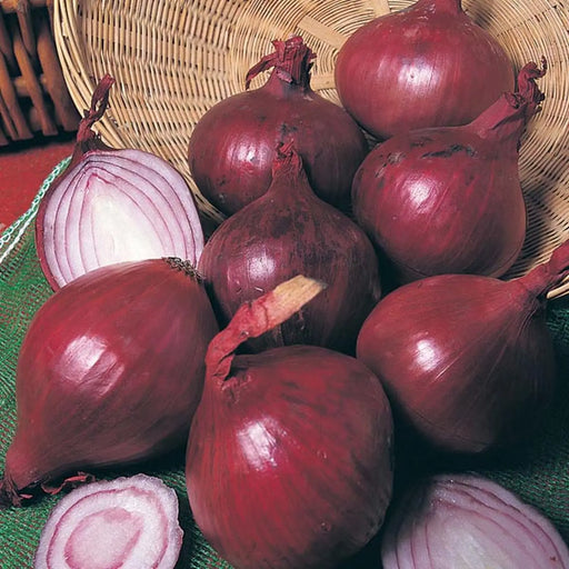 Kings Seeds Onion, Red Brunswick