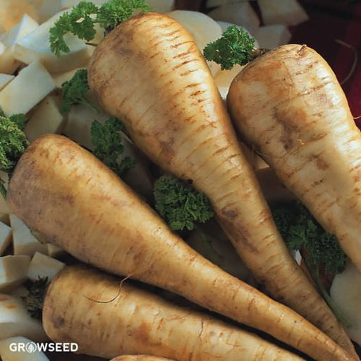 Kings Seeds Parsnip, Tender and True