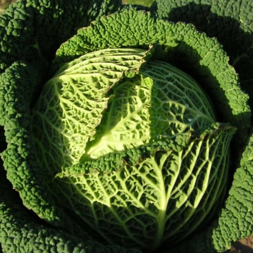 Kings Seeds Cabbage, Resolution F1
