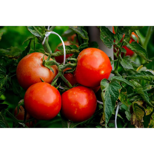 Kings Seeds Tomato Alicante Seeds