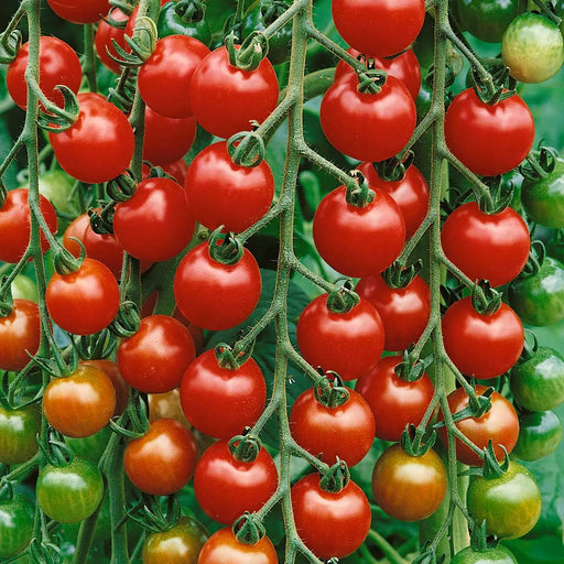 Kings Seeds Tomato Gardeners Delight Seeds