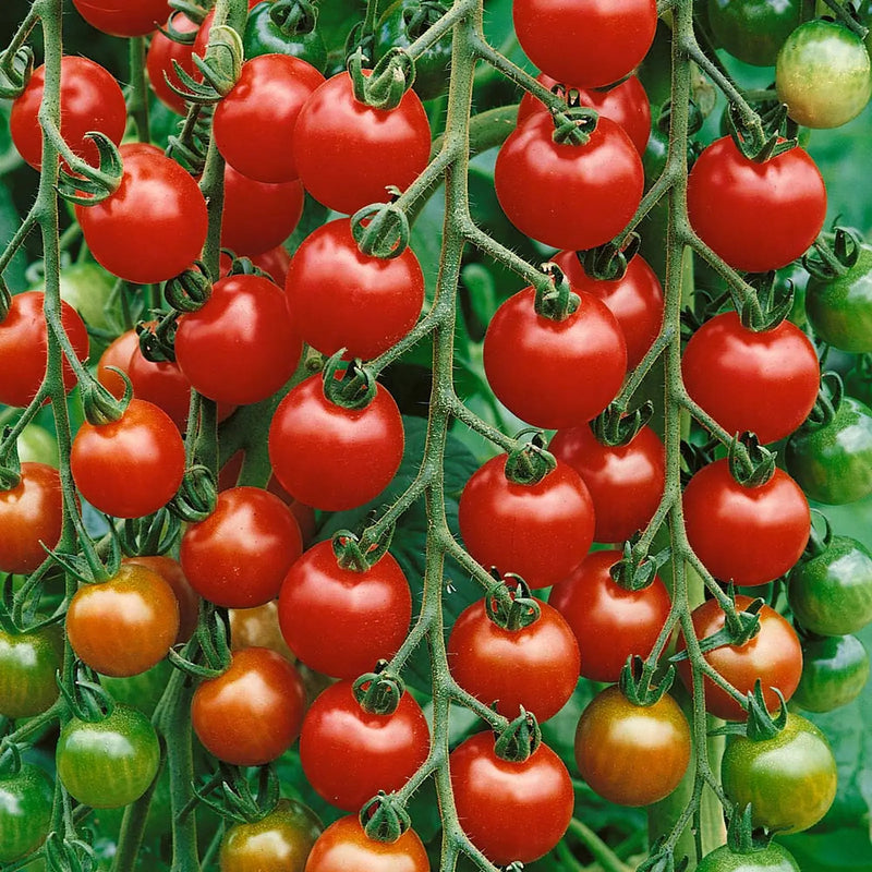 Kings Seeds Tomato Gardeners Delight Seeds