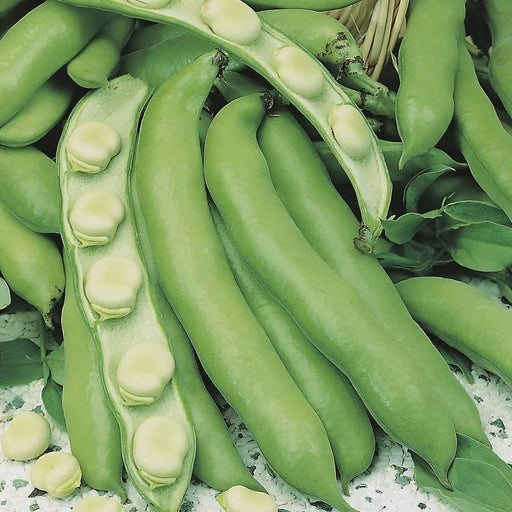 Kings Seeds Broad Bean Seeds The Sutton (Dwarf)