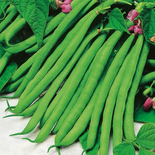 Kings Seeds Dwarf French Bean Tendergreen