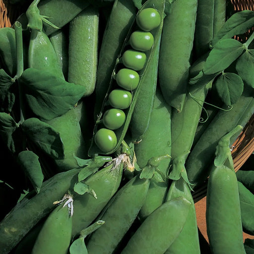 Kings Seeds Pea Early Onward