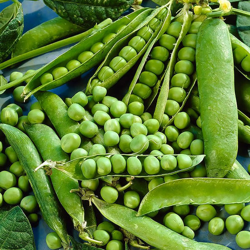 Kings Seeds Kings Seed Pea Kelvedon Wonder