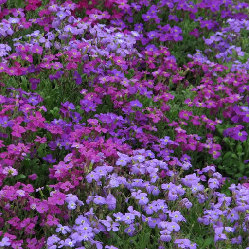 Kings Seeds Aubretia, Spring Falls