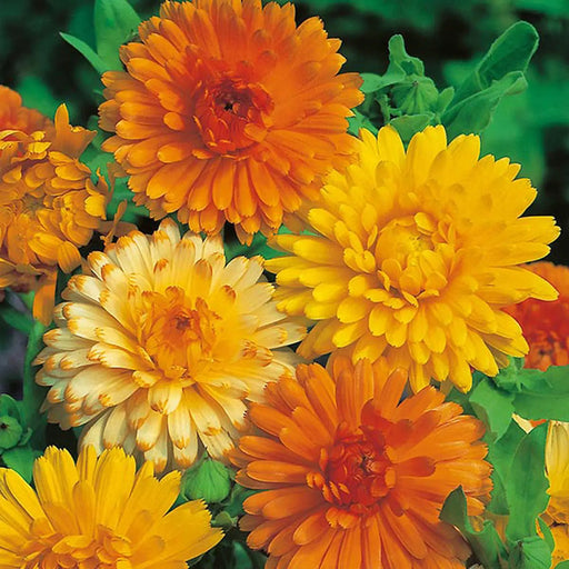 Kings Seeds Calendula, Art Shades Mixed