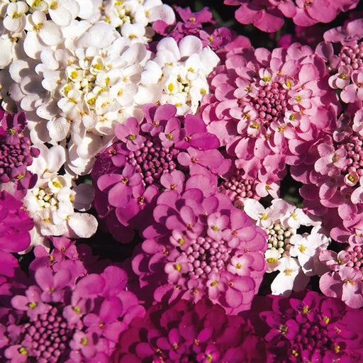 Kings Seeds Candytuft, Spangles