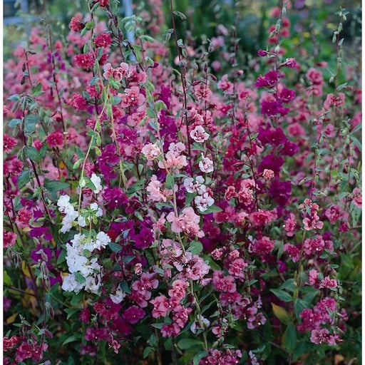Kings Seeds Clarkia, Elegans Double Delight