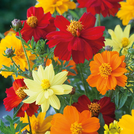 Kings Seeds Cornflower, Double Mixed