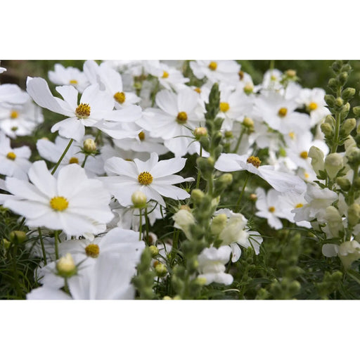 Kings Seeds Cosmos, Purity