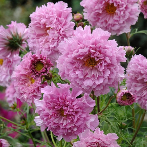 Kings Seeds Cosmos, Double Click Rose Bonbon