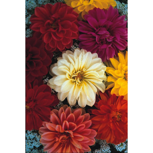 Kings Seeds Dahlia, Unwins Dwarf Hybrids