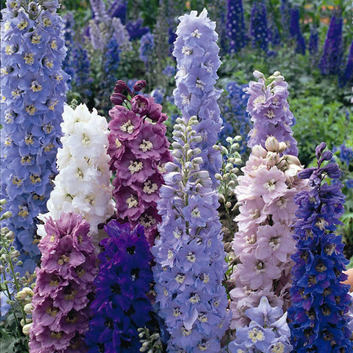 Kings Seeds Delphinium, Magic Fountains Mix