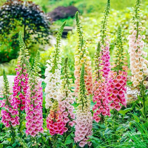 Kings Seeds Foxglove, Digitalis Excelsior Mixed