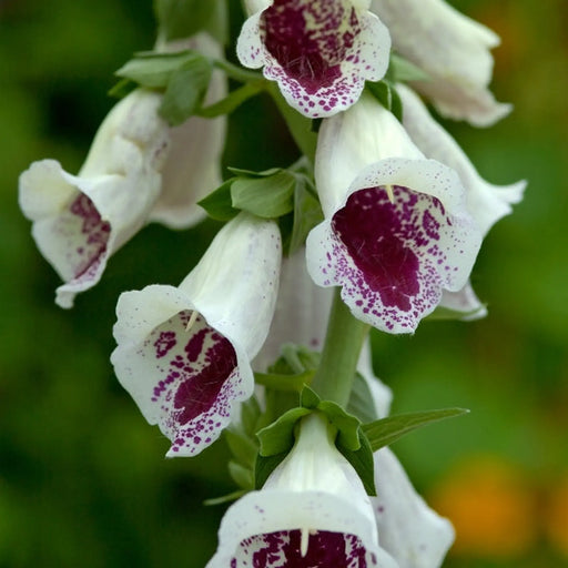 Kings Seeds Foxglove, Digitalis Pam's Choice