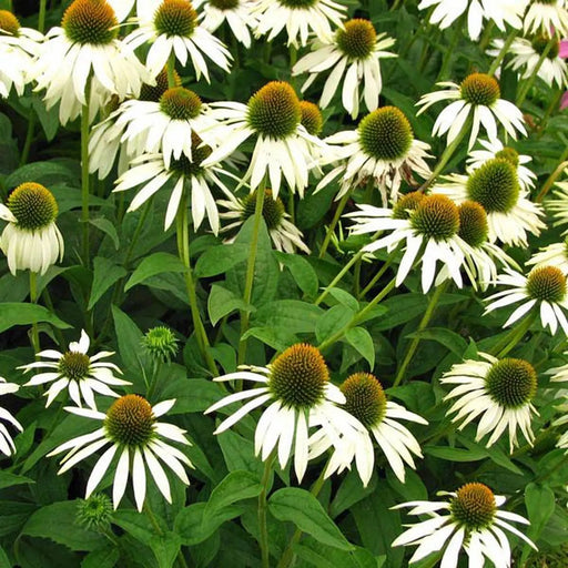 Kings Seeds Echinacea, White Swan